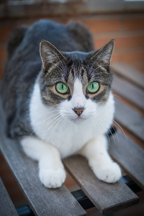 GATO