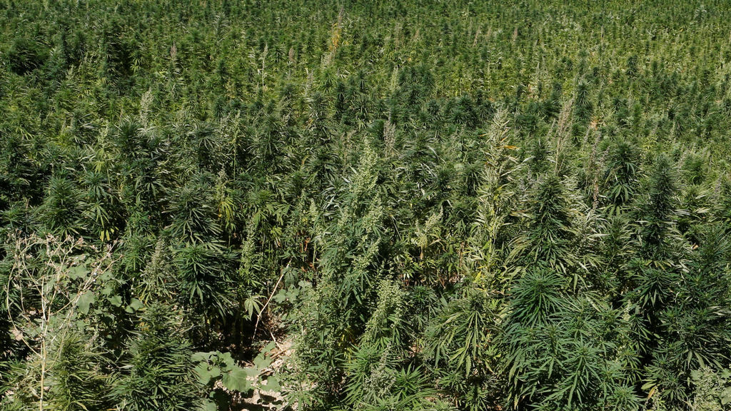MARIHUANA