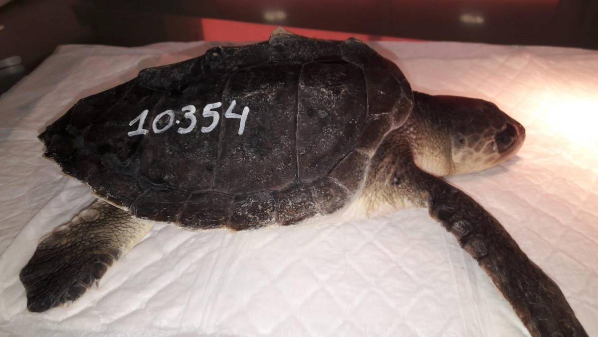 Tortuga lora