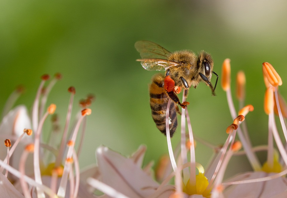 ABEJA
