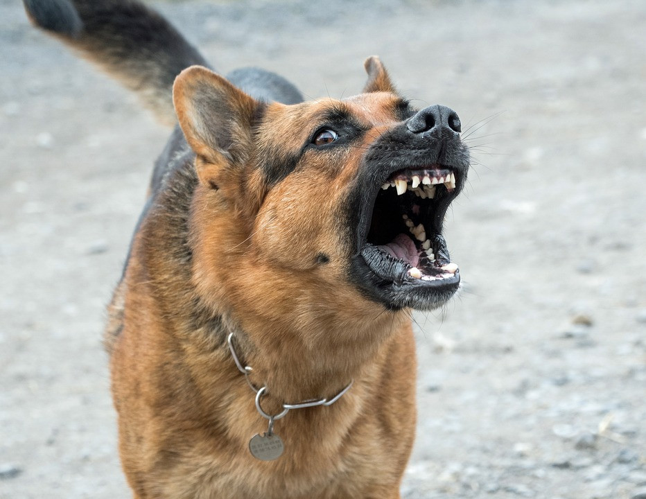 Perro