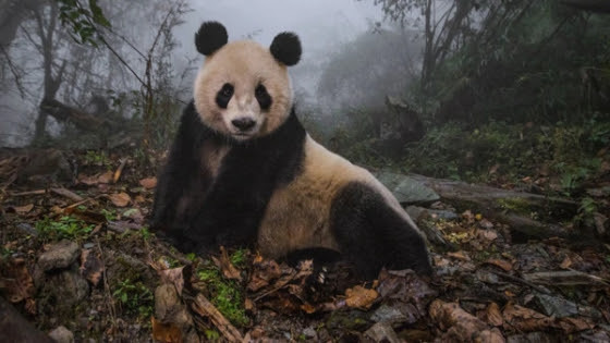 PANDA