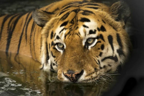 TIGRE