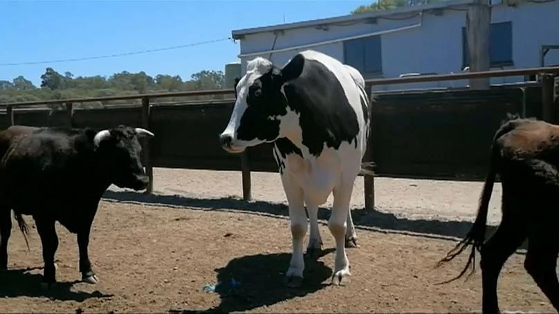 Vaca