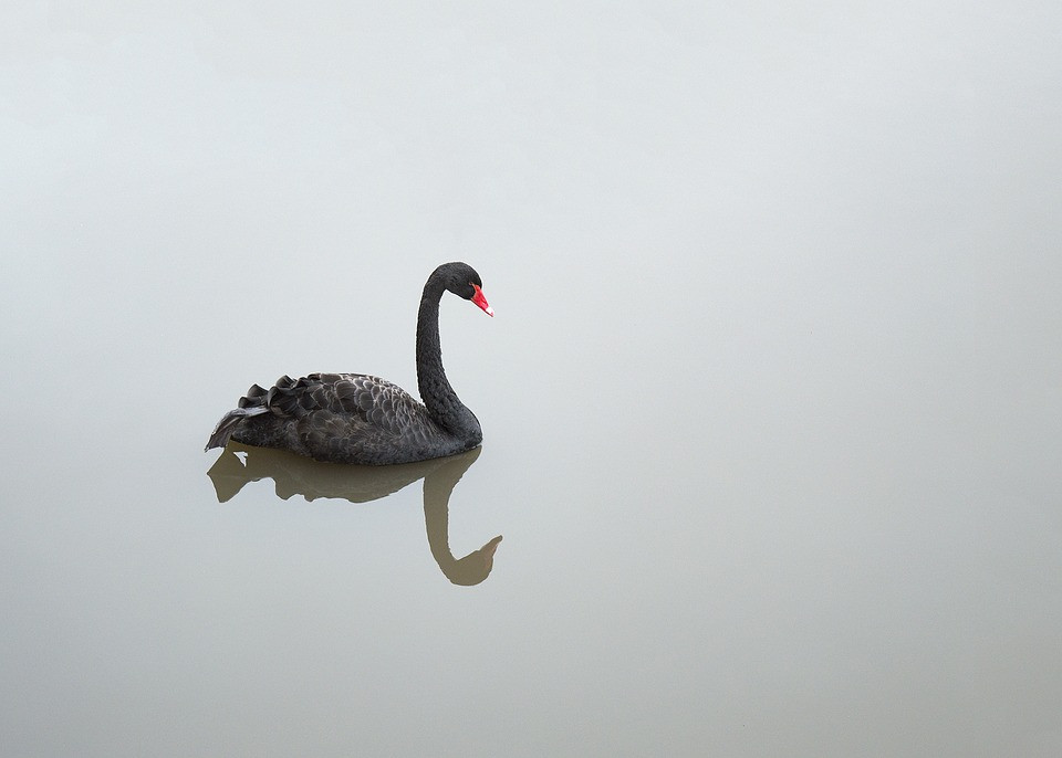 Cisne negro