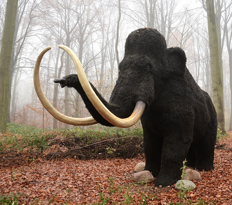 MAMUT1