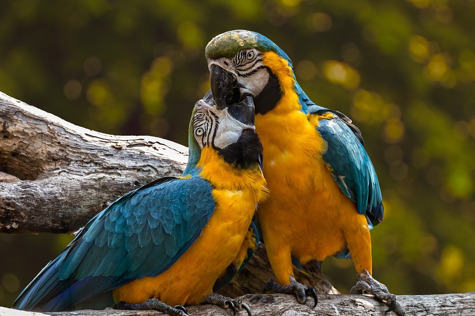 LOROS1