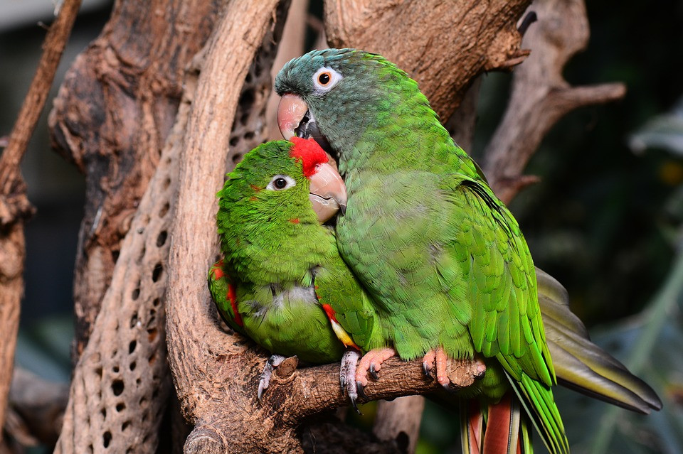 LOROS2