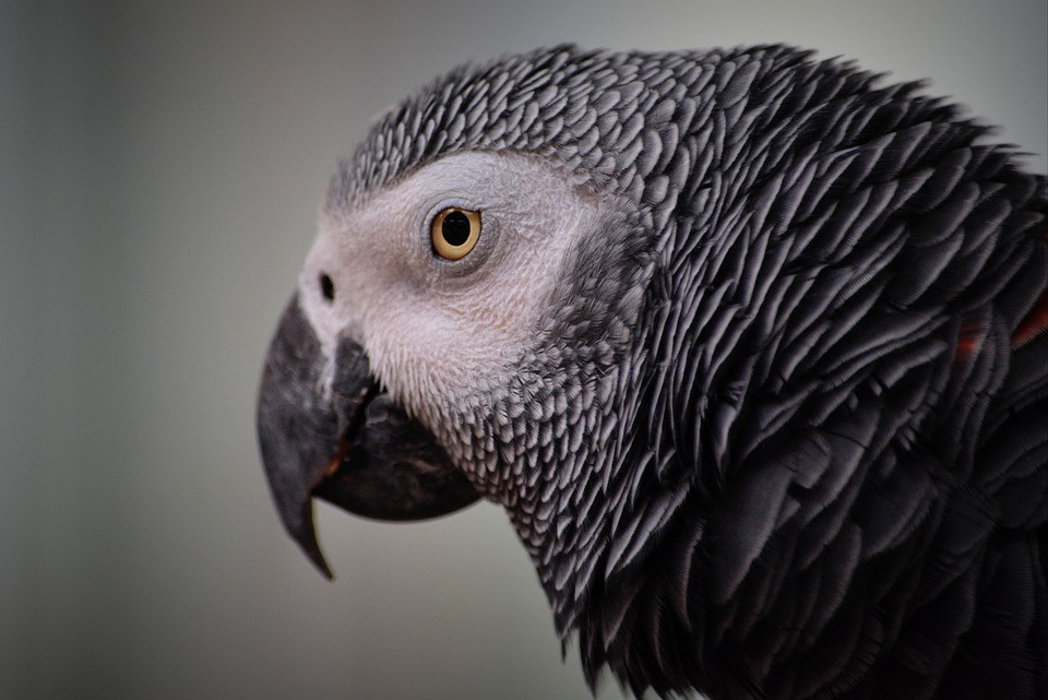 LORO7