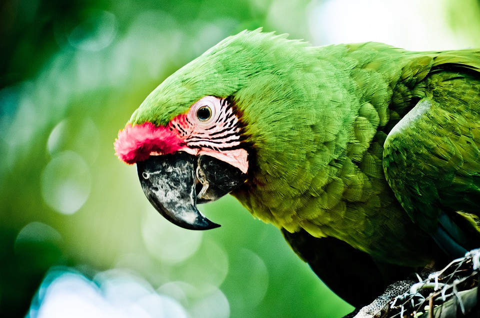 LORO8