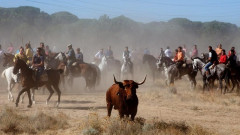 TORO