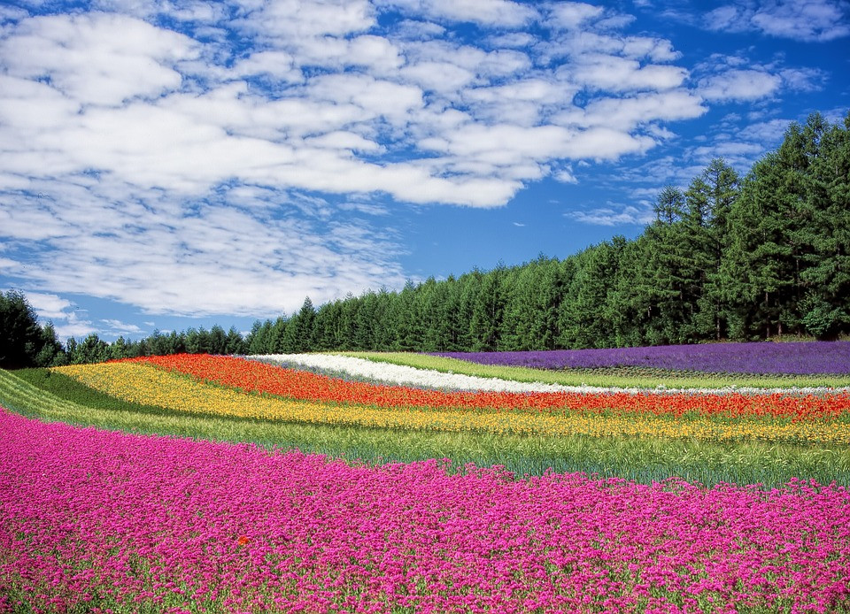FLORES
