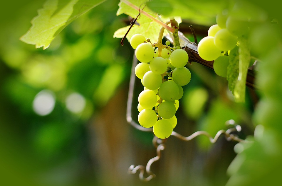 UVAS