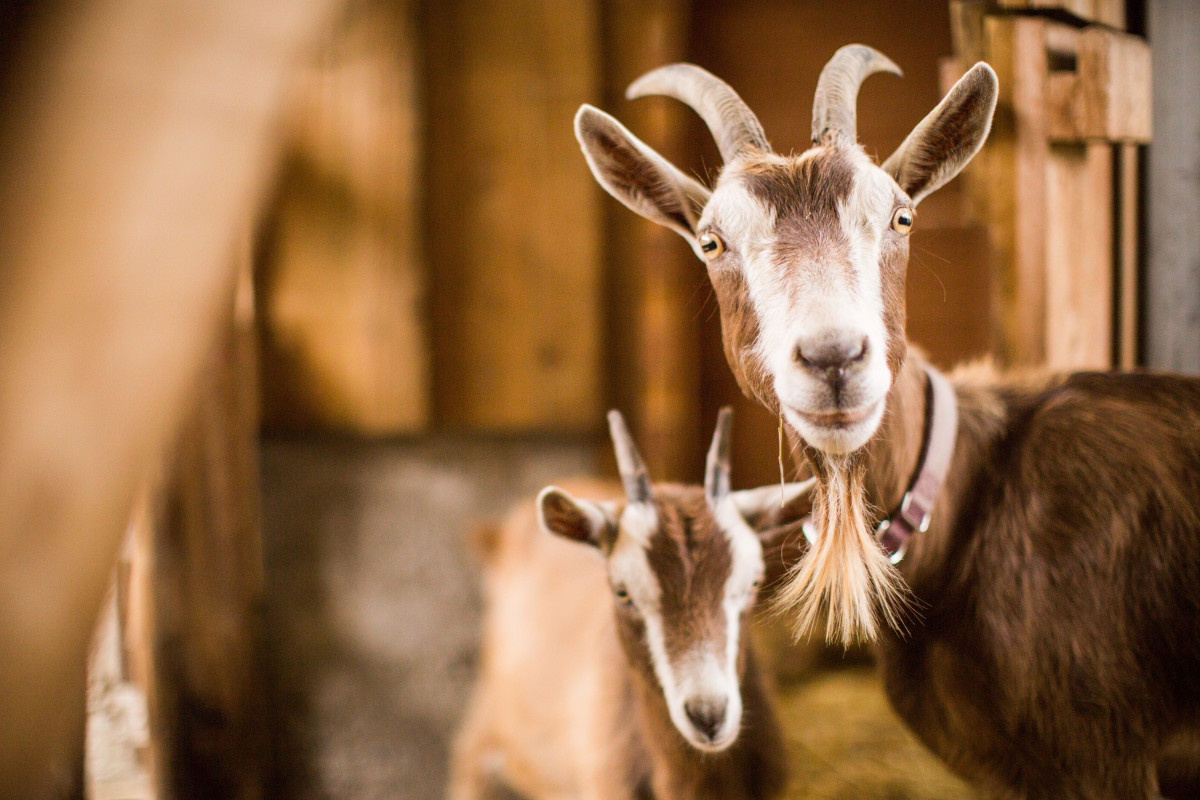 Brown and white mother and baby goats inside barn