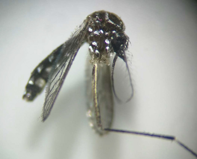Ejemplar de mosquito Aedes aegypti
