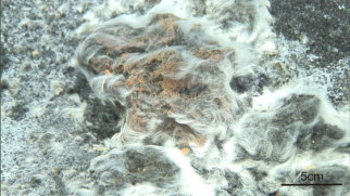 Bacteria thiolava veneris